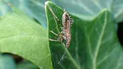 Himacerus mirmicoides