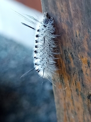 Lophocampa caryae