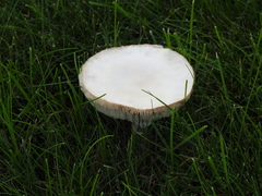 Leucoagaricus