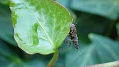 Himacerus mirmicoides