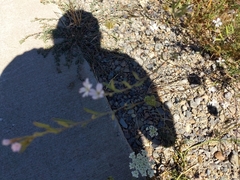 Epilobium brachycarpum