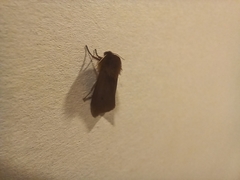 Phragmatobia fuliginosa