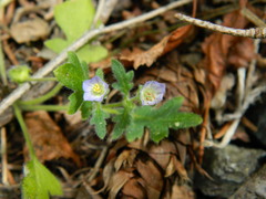 Nemophila kirtleyi