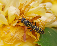 Polistes nimpha