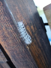 Lophocampa caryae