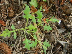 Nemophila kirtleyi