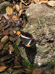 Adelpha californica
