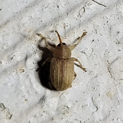 Lignyodes helvolus