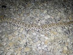 Crotalus atrox