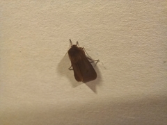 Phragmatobia fuliginosa