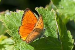 Lycaena virgaureae