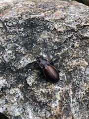 Carabus nemoralis
