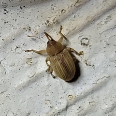 Lignyodes helvolus