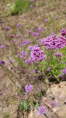 Verbenaceae