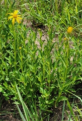 Verbesina helianthoides