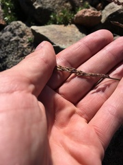 Festuca