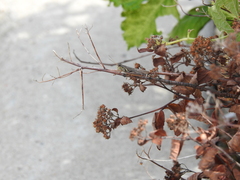 Melanoplinae