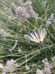 Iphiclides podalirius