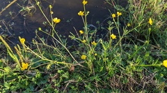 Ranunculus acris