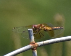 Sympetrum
