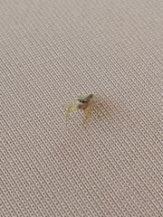 Hentzia mitrata