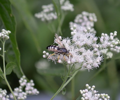 Bicyrtes quadrifasciatus