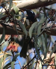 Nesoptilotis leucotis
