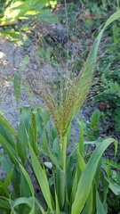 Panicum capillare