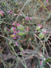 Muraltia spinosa