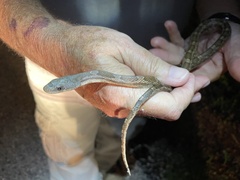 Pantherophis obsoletus