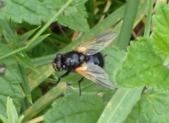 Mesembrina meridiana