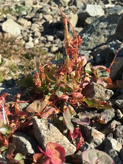Oxyria digyna