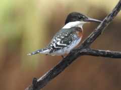 Chloroceryle americana