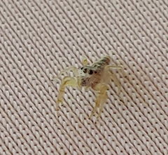 Hentzia mitrata