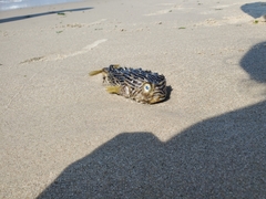 Chilomycterus schoepfii