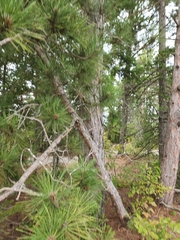 Pinus resinosa