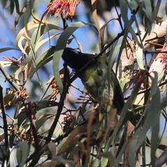 Nesoptilotis leucotis