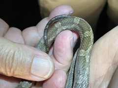 Pantherophis obsoletus