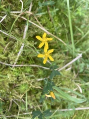 Hypericum pulchrum