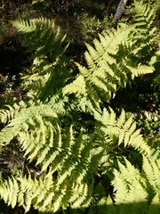 Dryopteris expansa