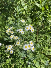Erigeron