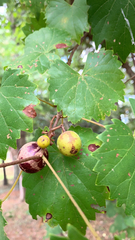 Vitis rotundifolia