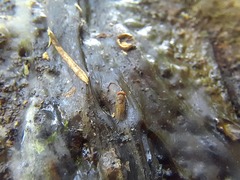 Drosophilidae