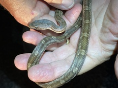 Pantherophis obsoletus