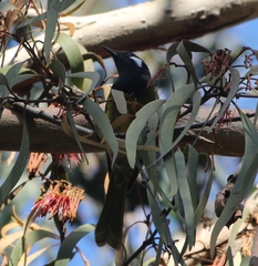 Nesoptilotis leucotis