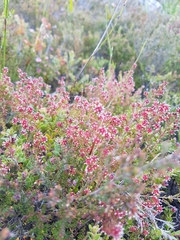 Erica ericoides