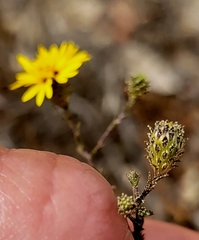 Lessingia pectinata pectinata