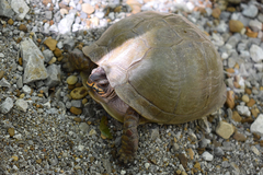 Terrapene carolina triunguis