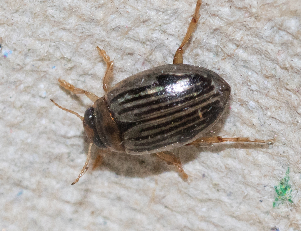 Hygrotus confluens