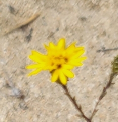 Lessingia pectinata pectinata